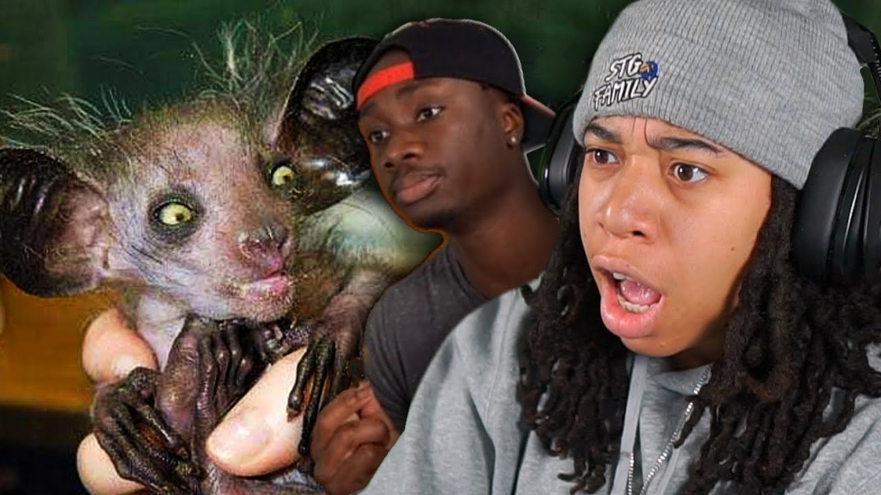 This Is The World’s Ugliest Monkey 🤢 (Casual Geographic)