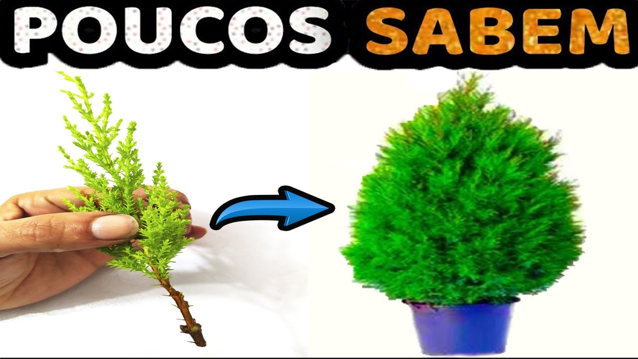 INCRÍVEL! Como enraizar QUALQUER PINHEIRO EM 30 DIAS