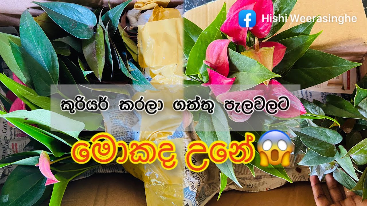 කුරියර් කරලා පැල ගන්න බයද? ගත්තු පැල මැරුනද? බලන්නම ඕනෙ වීඩියෝ එකක් #hishi #anthurium #sinhala