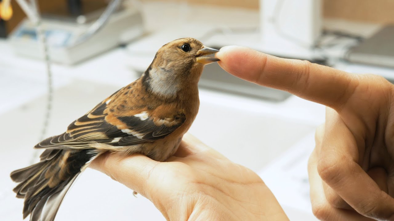 Bird Ringing  