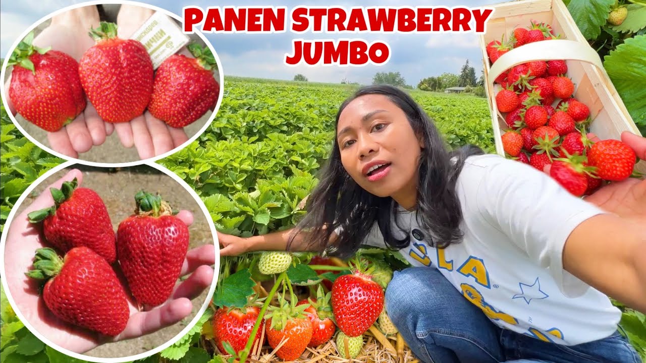PANEN STRAWBERRY JUMBO SUPER MANIS DI LADANG
