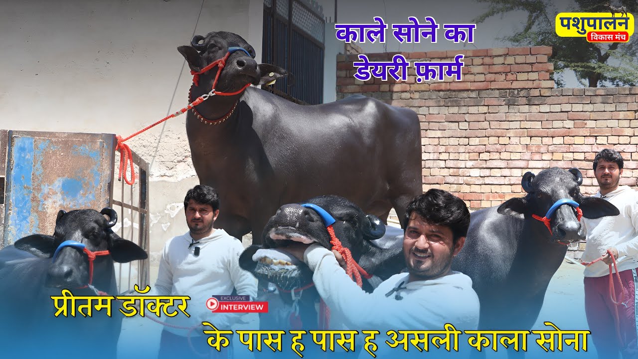 काला सोना: प्रीतम डॉक्टर का अनमोल डेयरी फ़ार्म और टॉप पशुधन की सच्चाई!