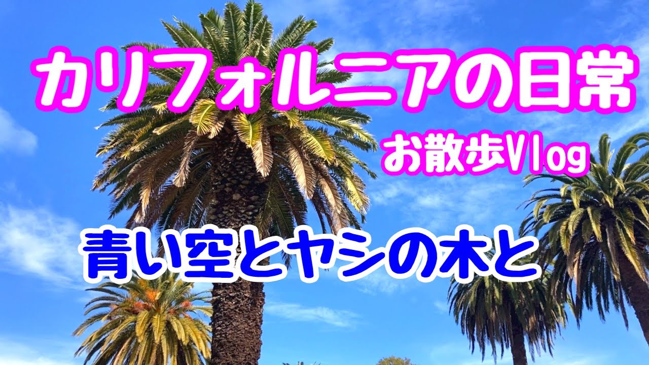 ヤシの木で気分はカリフォルニア！ロサンゼルスの日常/Palm Trees of Los Angeles in California