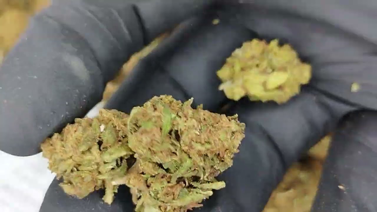 Strawberry - Petite Fleur CBD - Cannabis L&eacute;gal - Kanamast&eacute;
