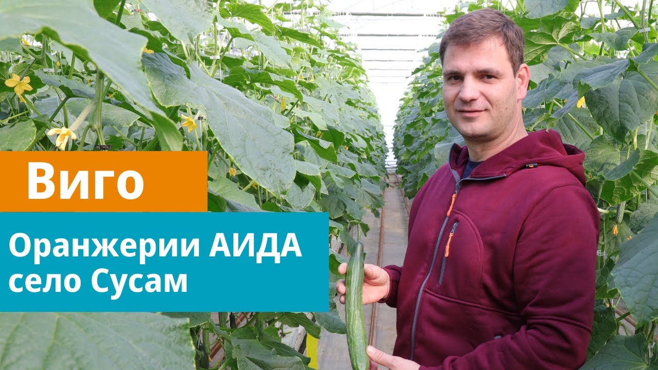Виго Оранжериен комплекс АИДА, с. Сусам