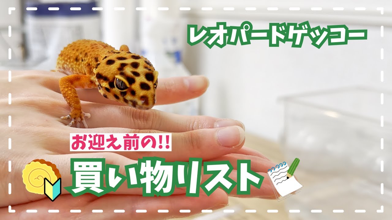 【レオパ】初心者用！お迎え前の買い物リスト✏️【爬虫類飼育#54】