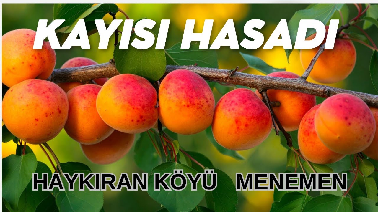 KAYISI HASADI  |  Haykıran Köyü |  Menemen  | Köy TV