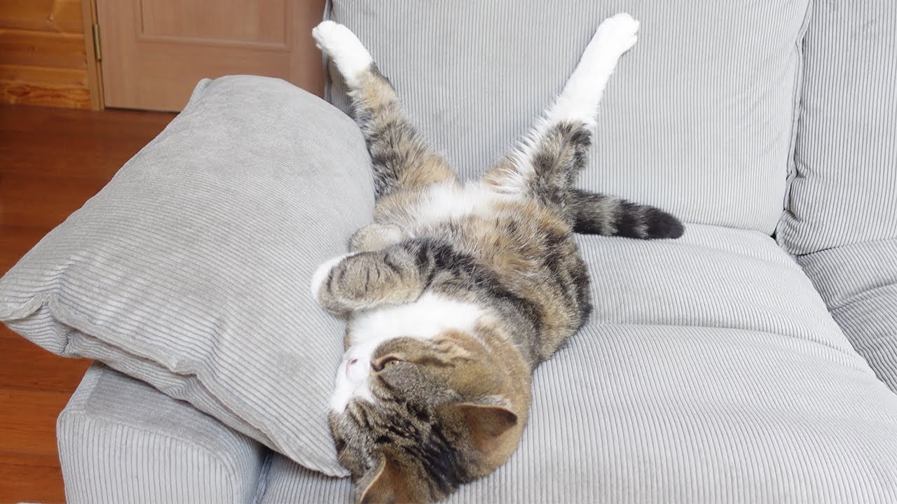 新しいソファで遊んで寝るねこ。-Maru plays and naps on the new sofa.-