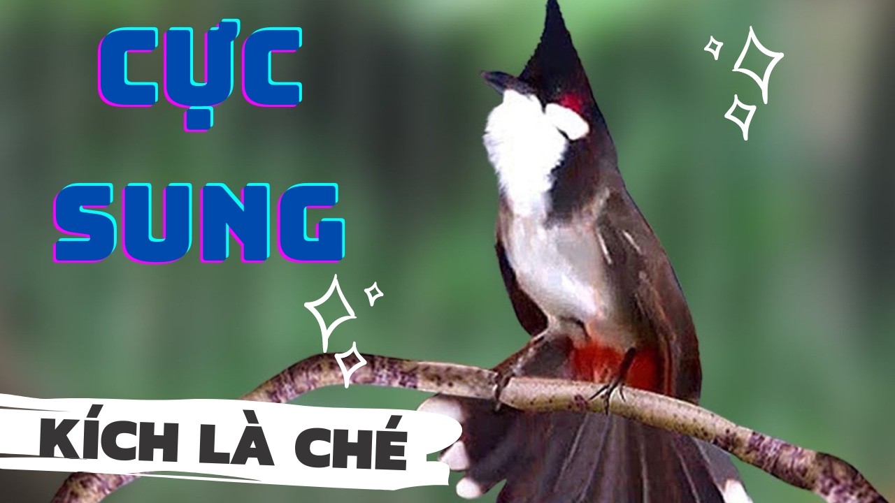 Luyện ch&agrave;o m&agrave;o h&oacute;t căng lửa, QU&Aacute; HAY - CH&Eacute; K&Iacute;CH BỔI CĂNG Đ&Eacute;T, C&aacute;ch luyện ch&agrave;o m&agrave;o h&oacute;t s&aacute;ng, chao mao
