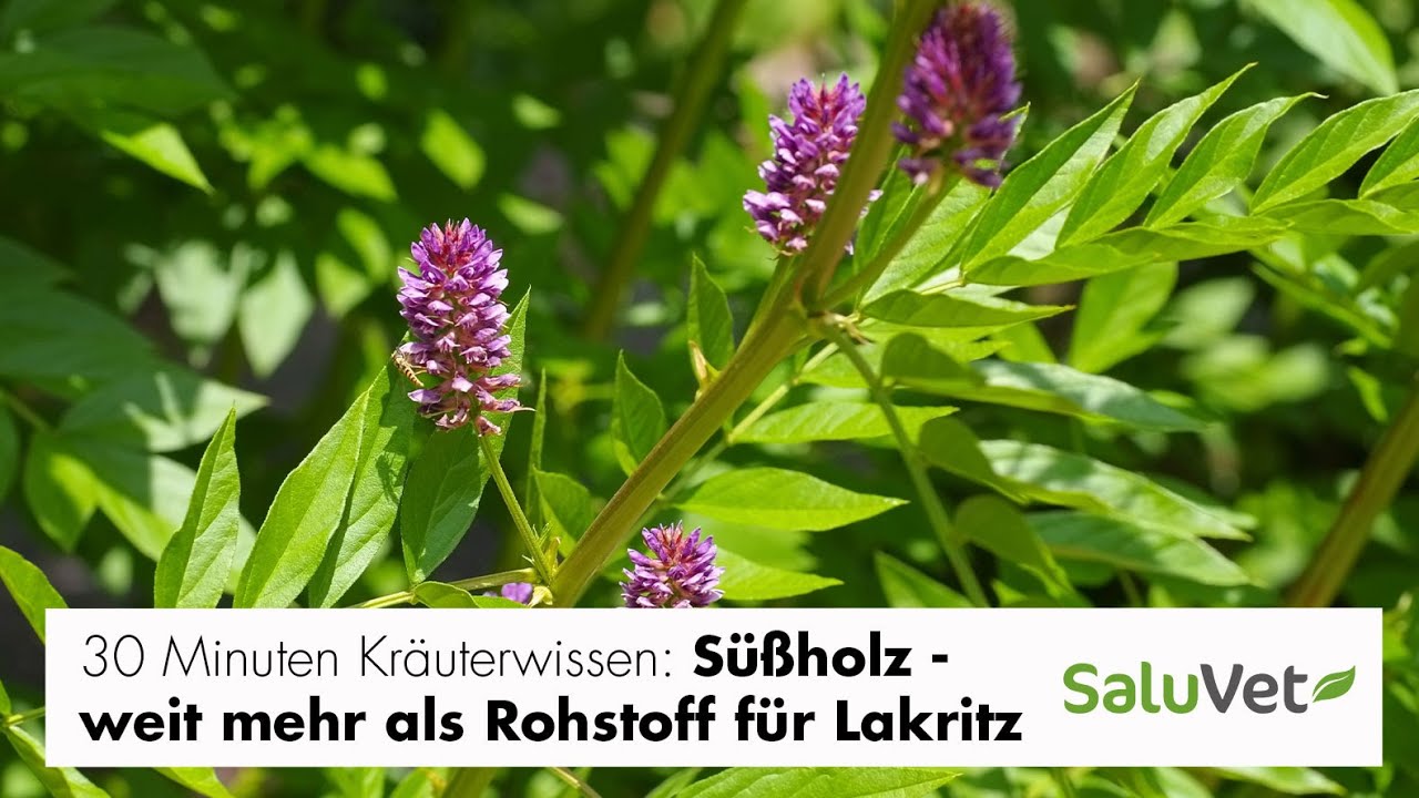 30 Minuten Kräuterwissen: Süßholz