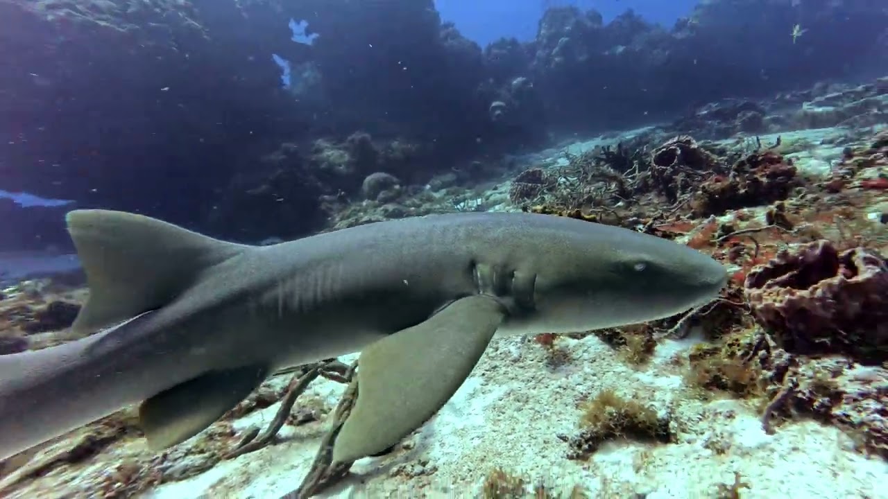 Cedar Pass Day 3 Dive 1 Cozumel Mexico July 2025