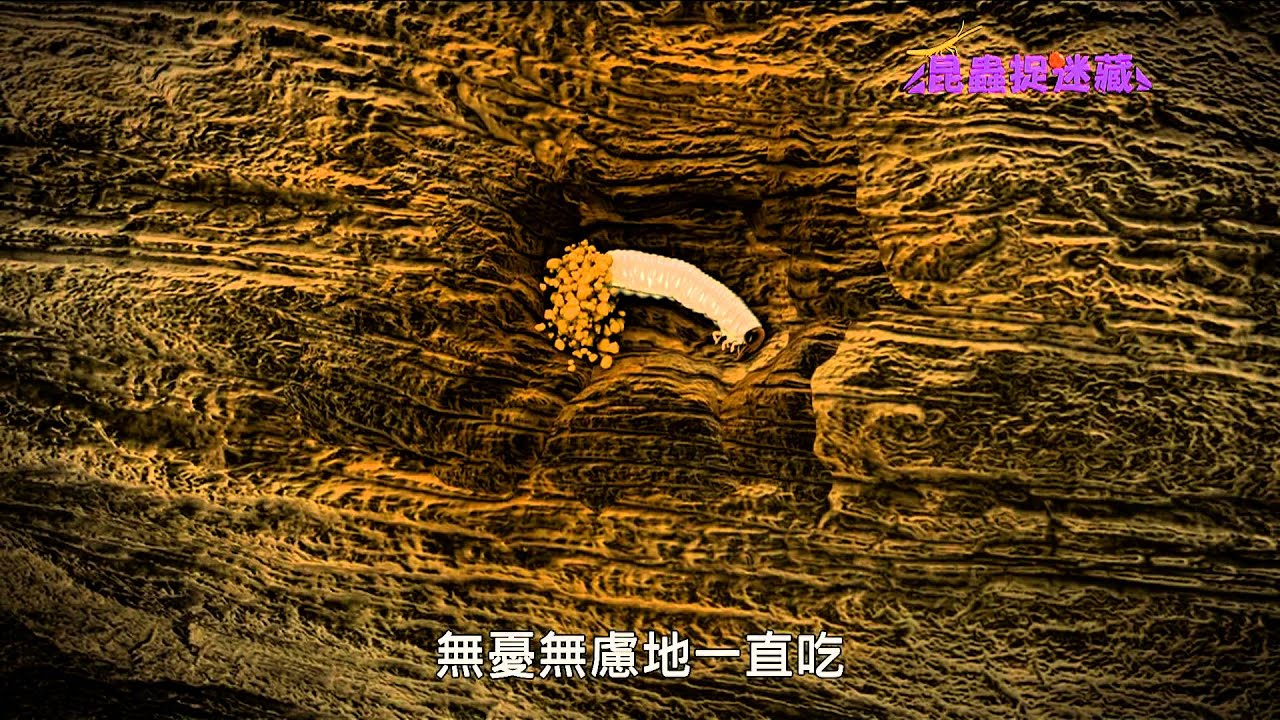 《昆蟲捉迷藏》森林中饒勇善戰的鐵甲武士【鉗子蟲：鍬形蟲】