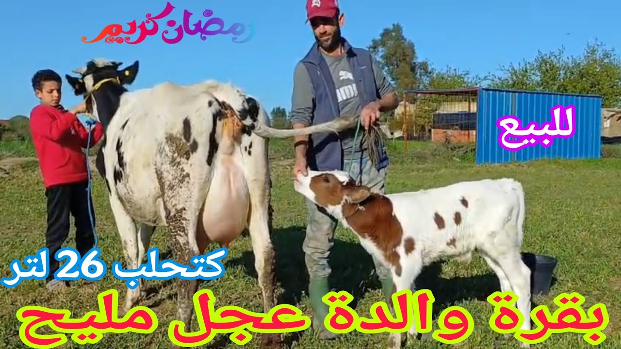 تباااارك الله💫 بقرة والدة عجل مليح💥 إتصل 06.17.75.28.00📞 ألو ولد العيساوي نواحي الغرب🇲🇦 