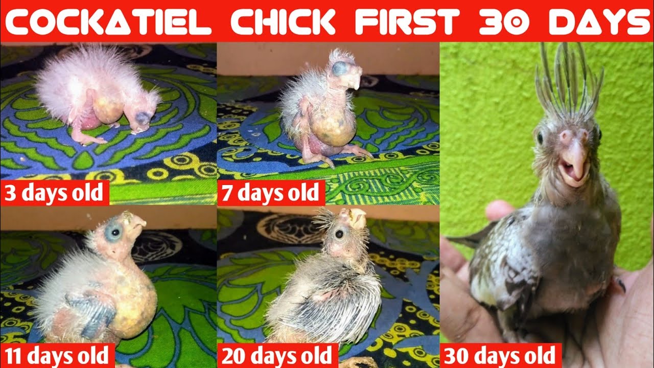 Cockatiel first 30 days | Cockatiel chick progress | Cockatiel development
