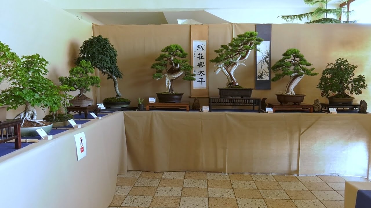 A bonsai titka