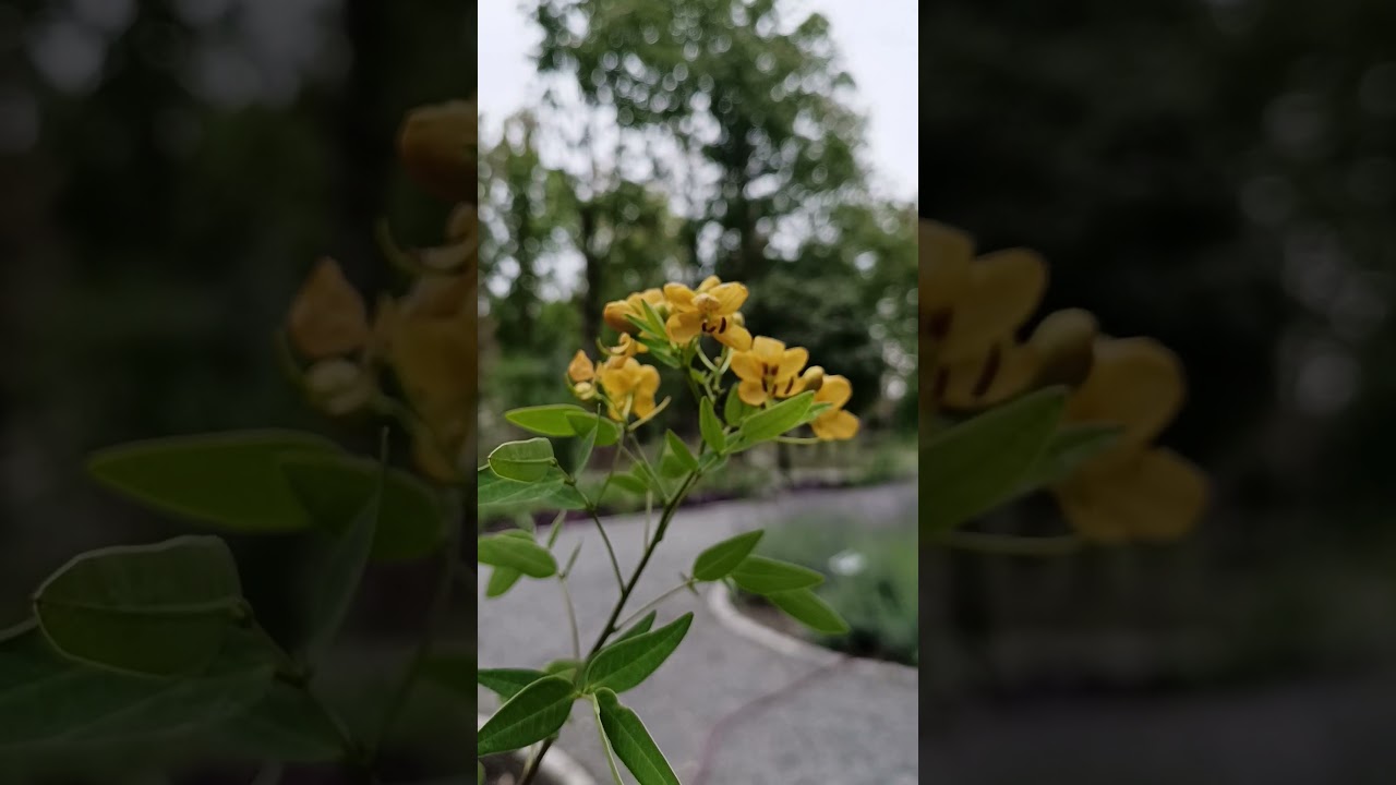 ✨ Naturens blomstrende skjønnhet – En oase av ro og glede ✨