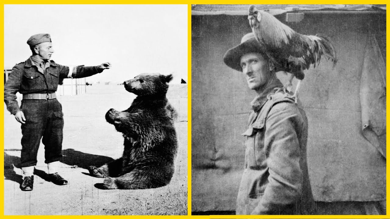 8 Army Mascot Animals That Might Be The Forgotten Heroes Of History&rsquo;s Largest Wars