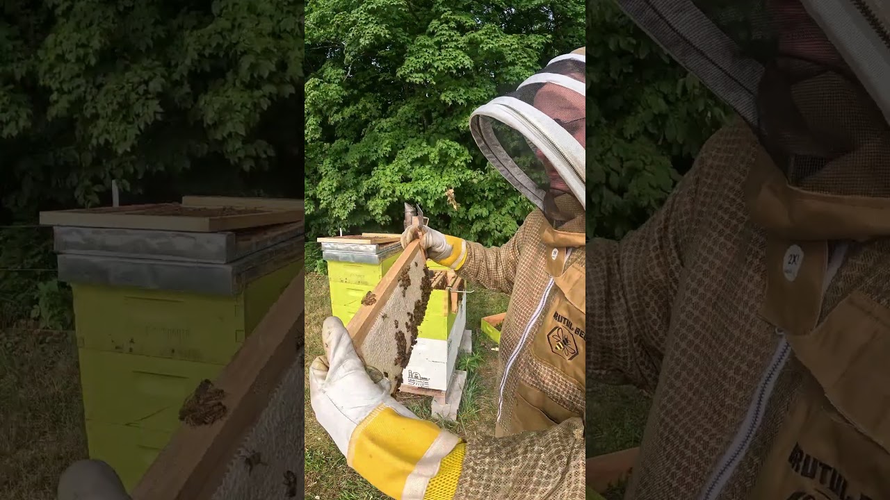 Honey Supers – Filling Up or Not? Part 2