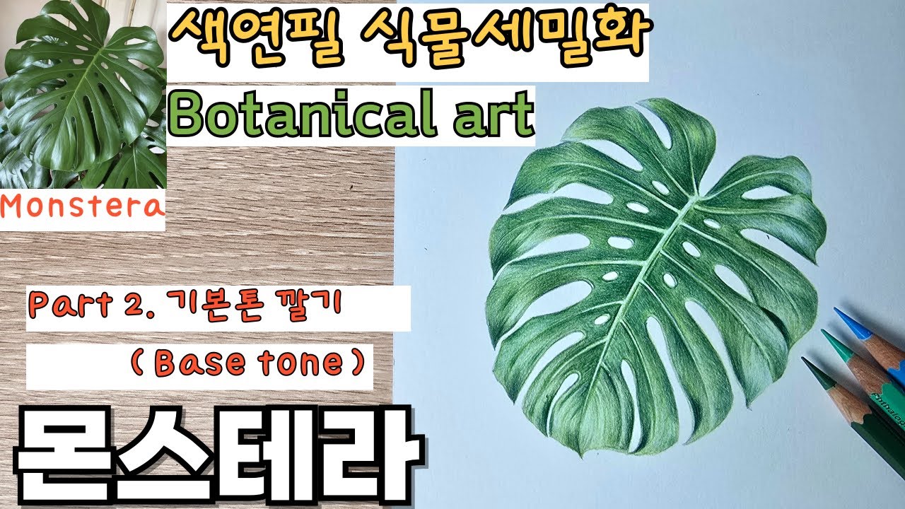 초보자를 위한 색연필로 그리는 몬스테라(part 2. 기본톤) / Drawing a Monstera with Colored Pencils for Beginners (Part 2)