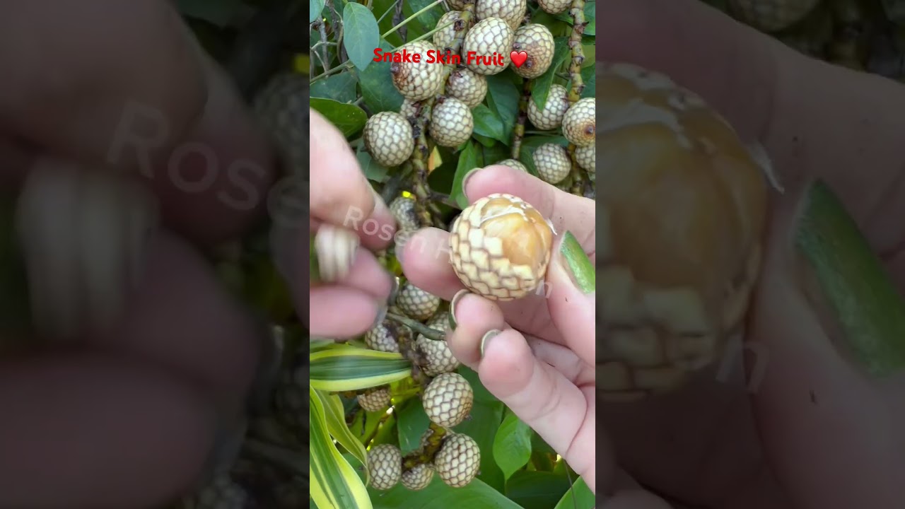 I Love Those Fruit #satisfying #snakeskin #rattan #fruit #sourfruits #asmr #fruitlover #shortvideo