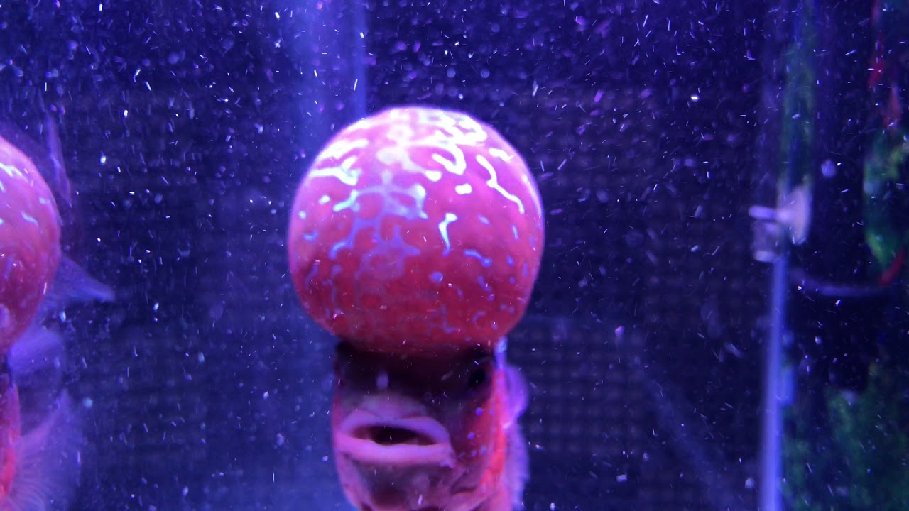 6'' Zhen Zhu Super Red Flowerhorn Asking for attention!