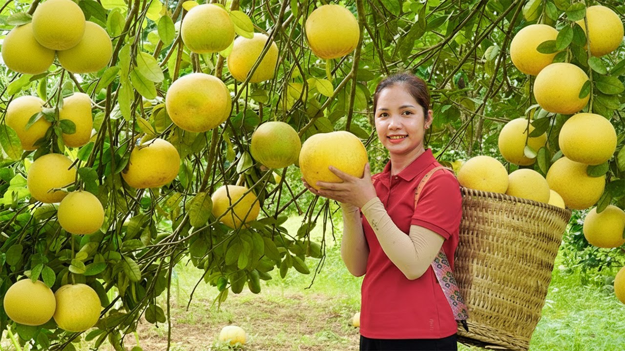 Harvesting 1000+ Yellow Grapefruit To Sell At Market | Harvest fruits with my daughter