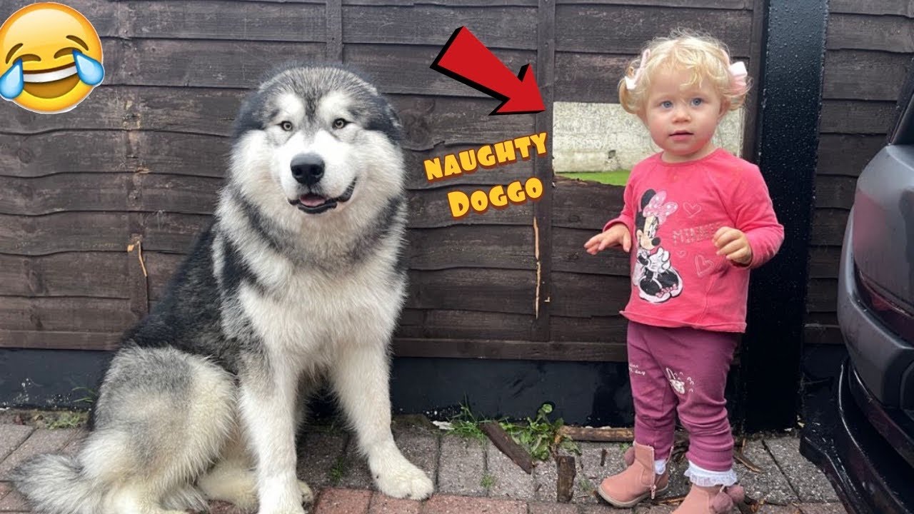 Adorable Baby Tells Dog Off Every Time He's Naughty! (Cutest Ever!!)