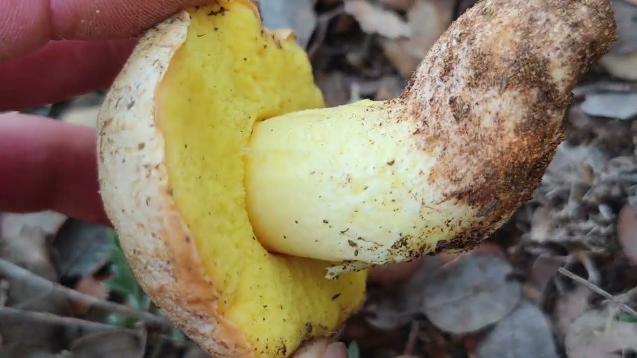 Hemileccinum impolitus (Boletus), un boleto comestible sencillo de identificar. Importante: su olor