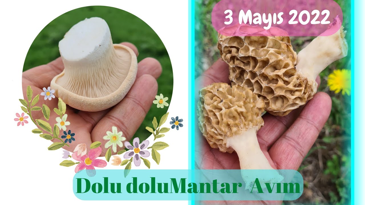 BAYRAMDA MANTAR AVIM 03/05/2022... Muhteşem doğa ve harika mantarlar ile güzel bir bayram geçirdik.