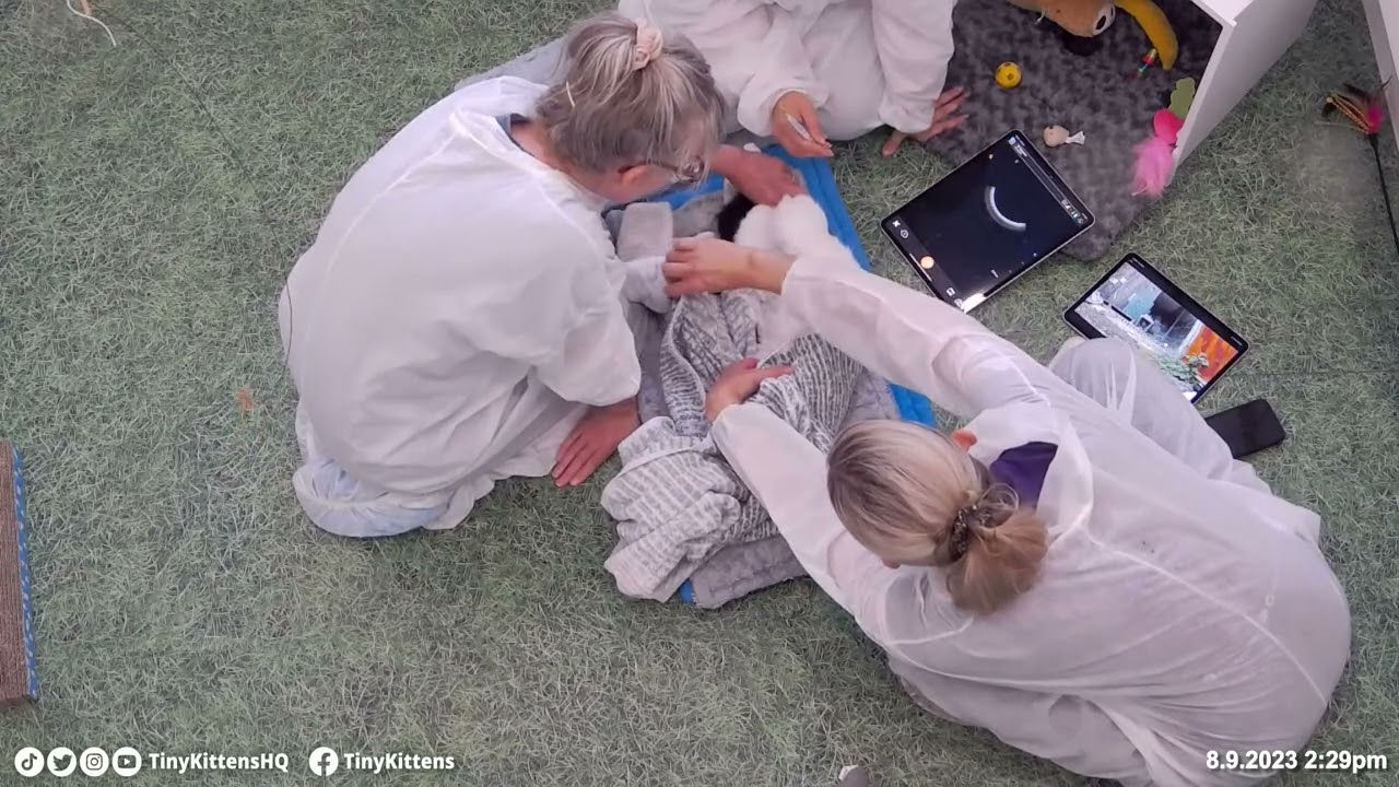 Дикая кошка Эден получает УЗИ!