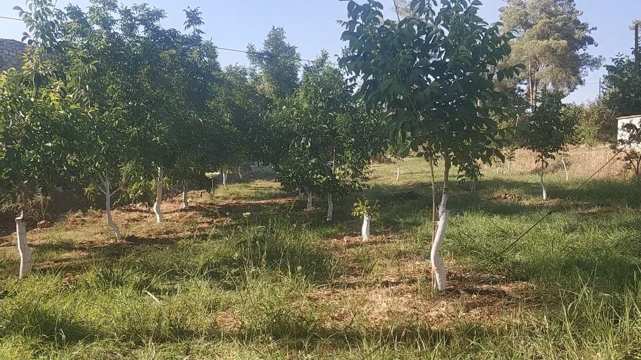 Chandler Ceviz Bahçesi (49)