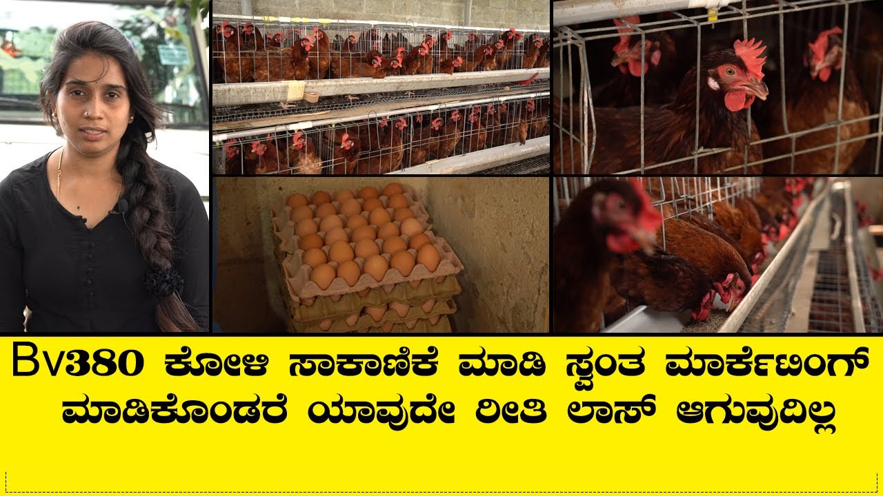 Bv380 ಕೋಳಿ ಸಾಕಾಣಿಕೆಯ ಜೊತೆಗೆ ವಿವಿಧ ಹಣ್ಣಿನ ಗಿಡಗಳನ್ನು ಬೆಳೆದು ಯಶಸ್ಸು ಕಂಡಿರುವ ಯುವ ದಂಪತಿಗಳು