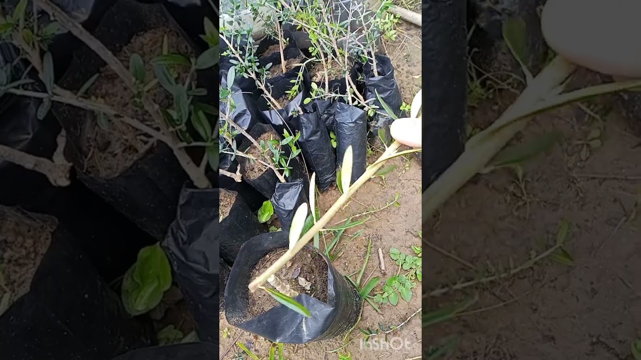 التطعيم بالشق اللساني في شهر فيفري مارس بالنسبة لأشجار الزيتون 