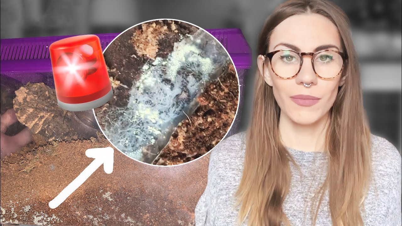 EMERGENCY TARANTULA REHOUSING · is this MOLD?