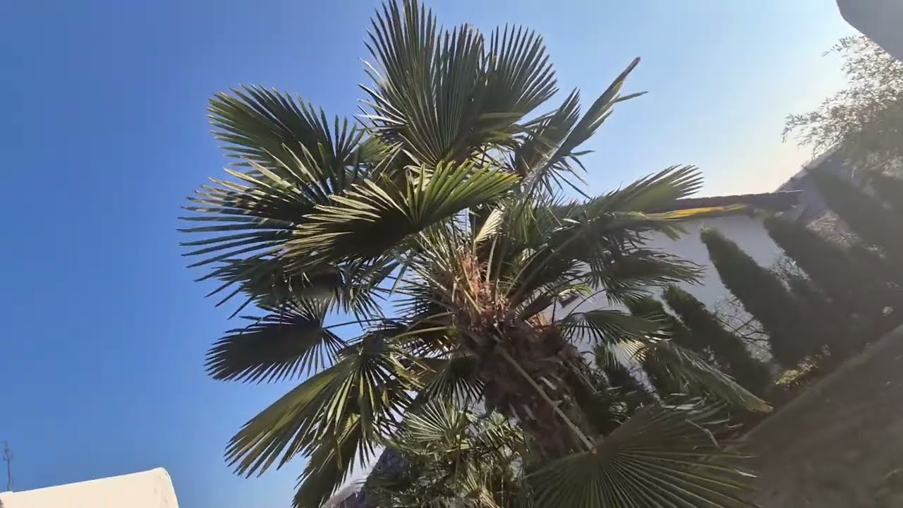 Pierwszy dzień wiosny. Bananowe, cykasy. Palmy z Lubska.