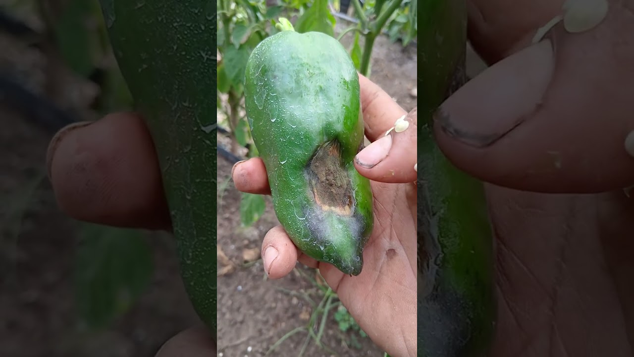 Sigamos la página así me ayudan mucho gente Dios me los vendígan saludos