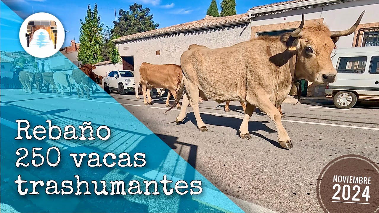 Trashumancia de vacas por Ruidera 🐄 Otoño 2024