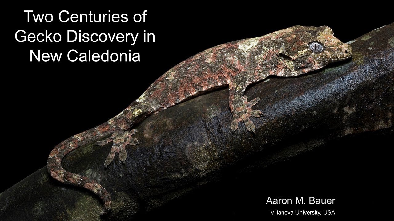 Prof. Dr. Aaron Bauer: „Two Centuries of New Caledonian Gecko Discoveries”
