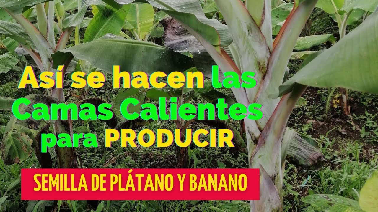 ASÍ SE HACEN LAS CAMAS CALIENTES