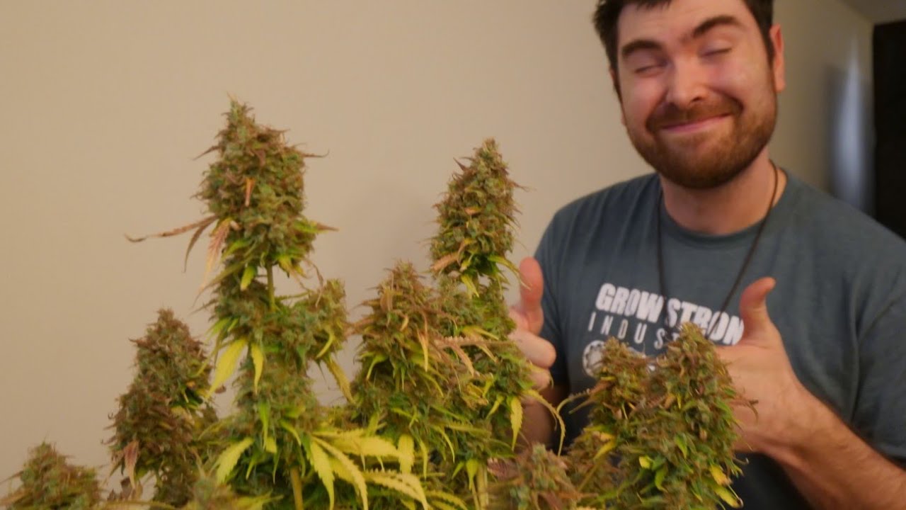HARVESTING FROSTY AUTOFLOWER CANNABIS AND NEW LED UNBOXING