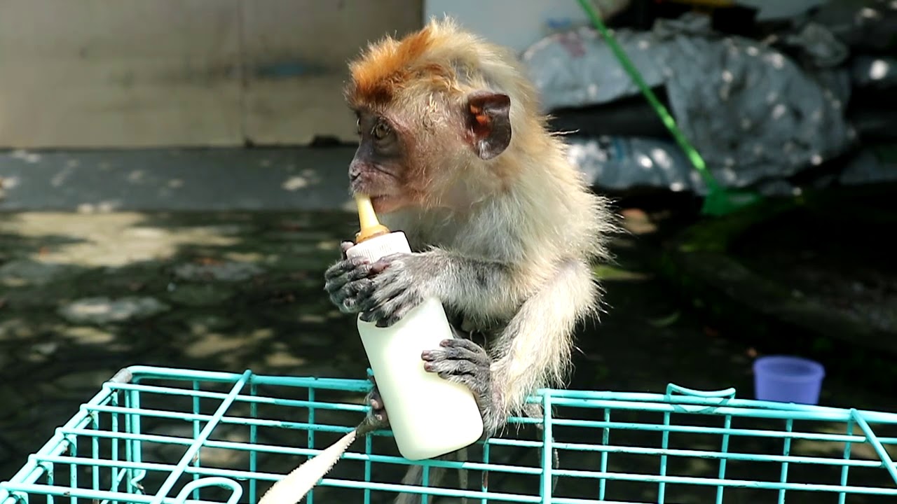 Baby monkey cry because thirsty and can't hold the drinking bottle