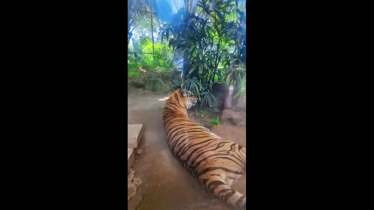 Jalan jalan ke kebun binatang gembira loka 🤩