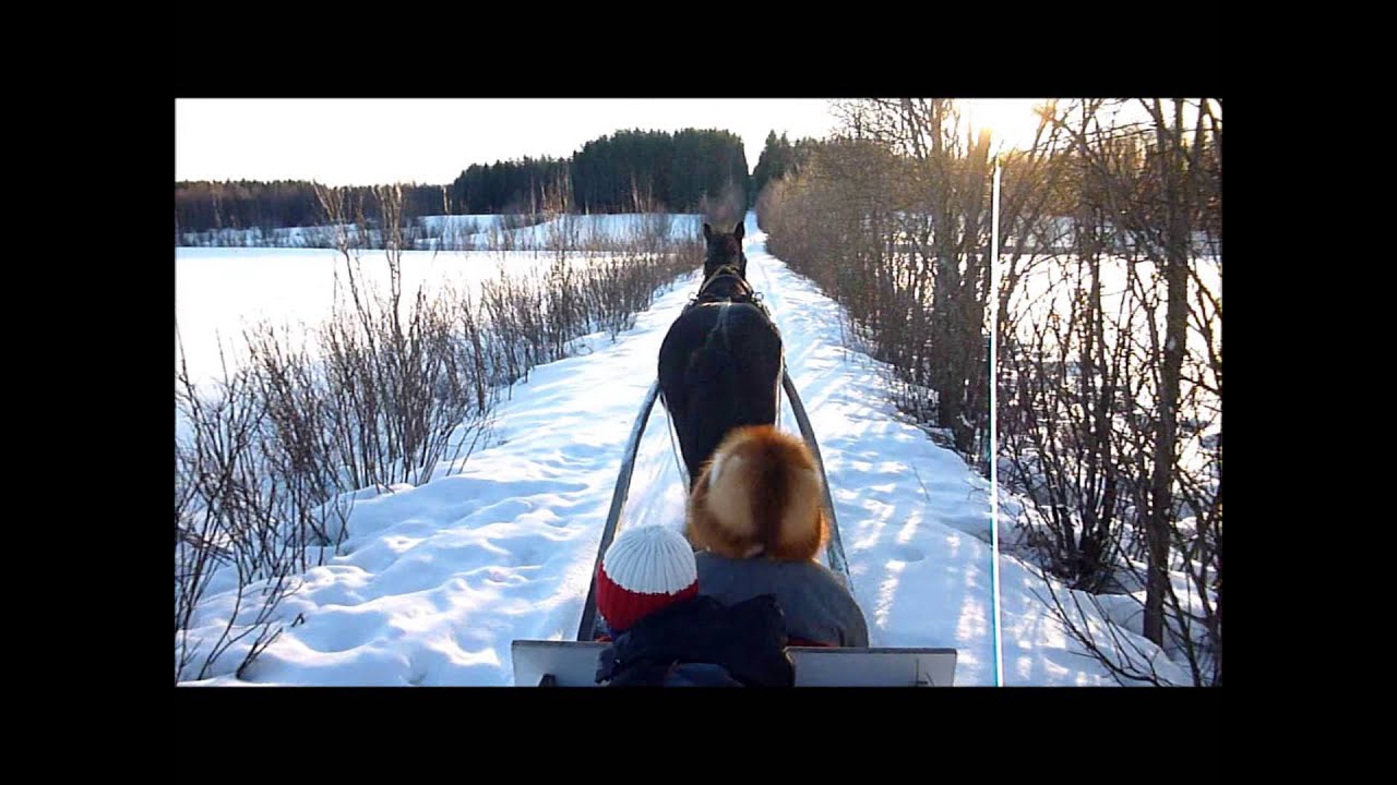 Sled Ride - Pferdeschlittenfahrt in Nord-Schweden