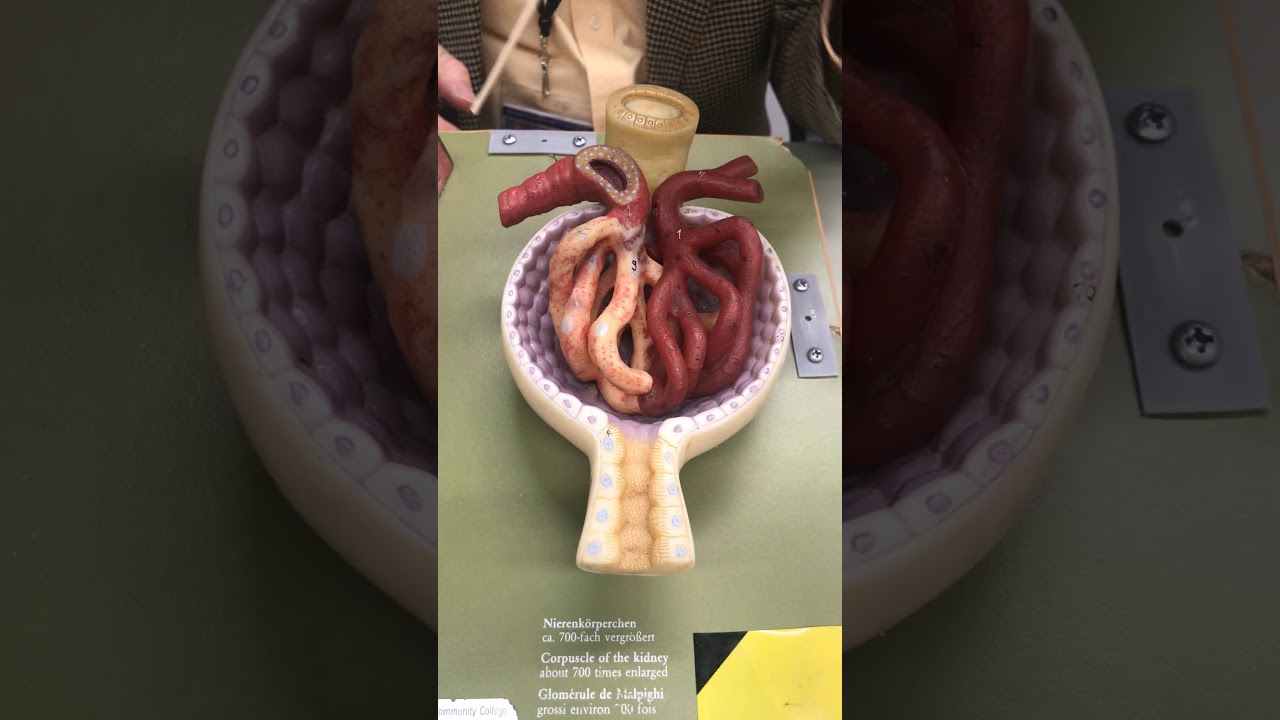 Renal Corpuscle with Dr. Masi
