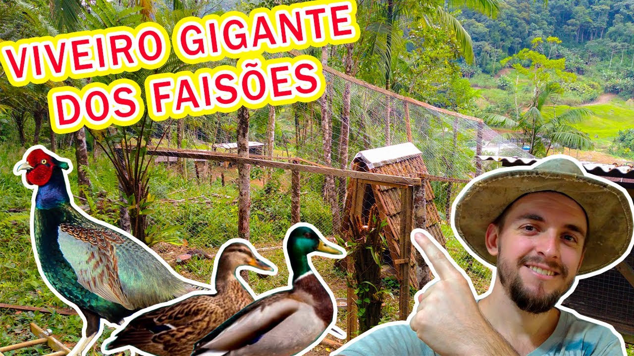 VIVEIRO DOS FAIS&Otilde;ES EST&Aacute; PRONTO - CHEGARAM OS MINI MARRECOS / Mini S&iacute;tio