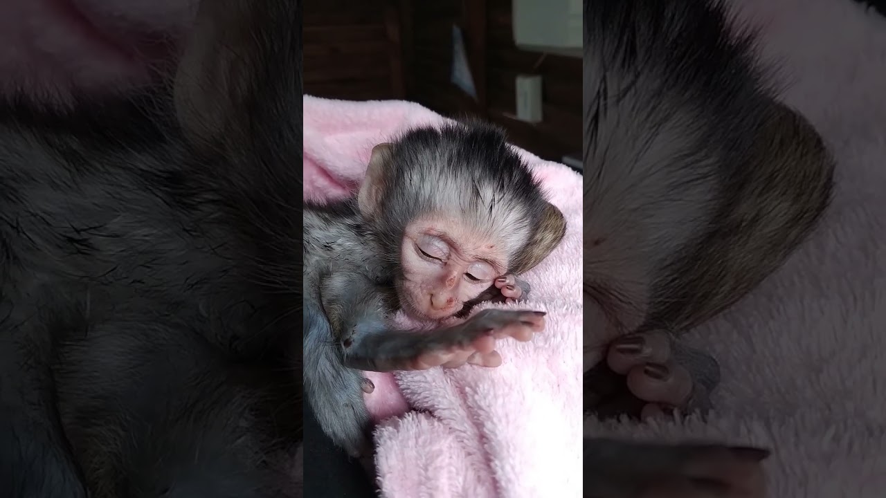 Baby monkey Dasher sleeping peacefully