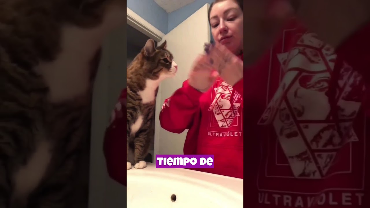 La conversaci&oacute;n con tu gato puede ser parte de una interacci&oacute;n m&aacute;s amplia