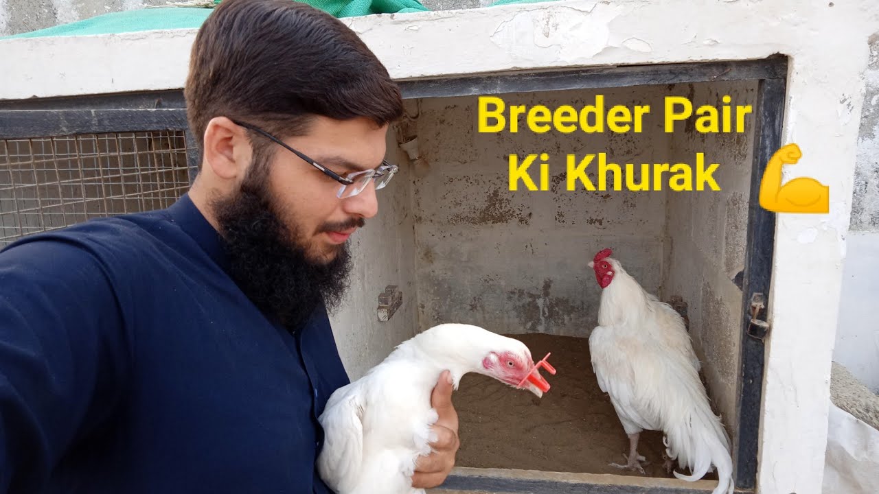 Breeder Pair Ki Khurak 💪