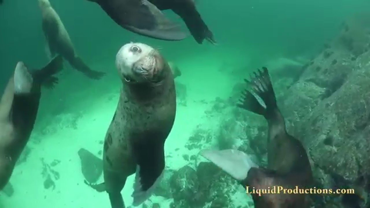 Scuba Diving with Steller Sea Lions British Columbia 4K