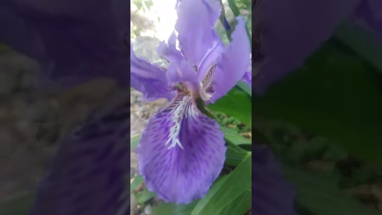 wall iris (Iris tectorum)